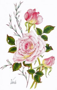 DVN, Soft Pink Rose, A4